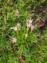 Zephyranthes rosea