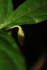 Lycianthes