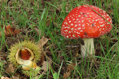 Amanita muscaria muscaria