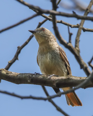 Knipolegus poecilurus
