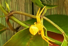 Thomisus citrinellus