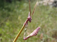 Empusa fasciata