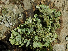 Punctelia appalachensis