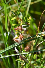 Salix myrtilloides