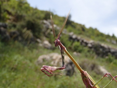 Empusa fasciata