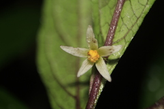 Lycianthes