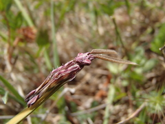 Empusa fasciata