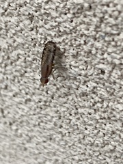 Sciomyzidae