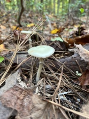 Amanita lavendula