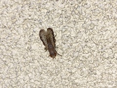 Sciomyzidae