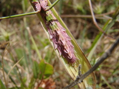 Empusa fasciata