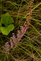 Erica lanceolifera image