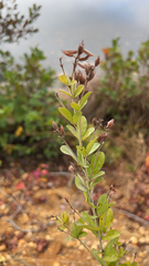 Lespedeza hirta