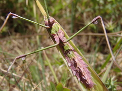 Empusa fasciata