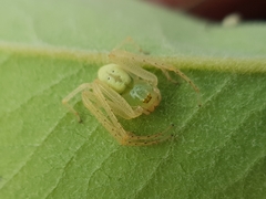 Olios
