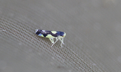 Eupteryx vittata