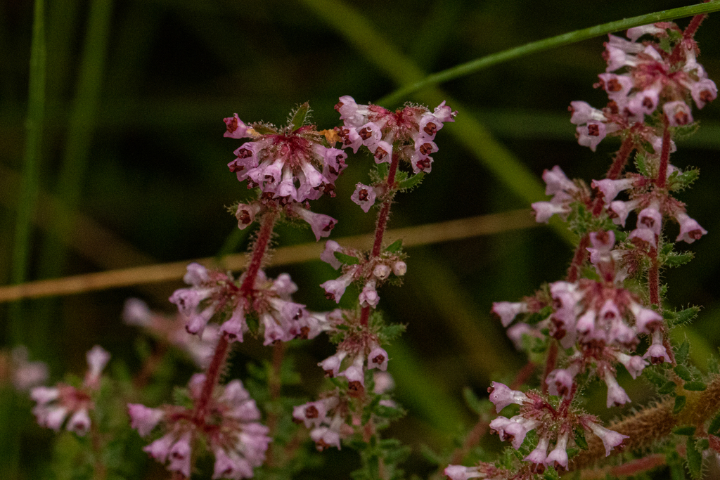 Erica lanceolifera