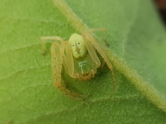 Olios