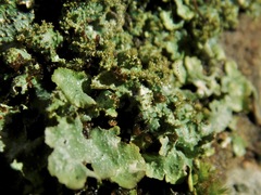 Punctelia appalachensis