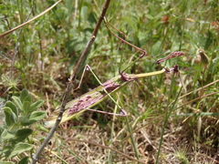 Empusa fasciata