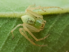 Olios