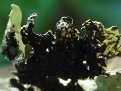 Punctelia appalachensis