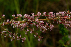 Erica lanceolifera image