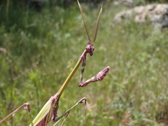 Empusa fasciata