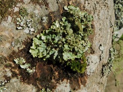 Punctelia appalachensis