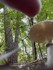 Amanita lavendula