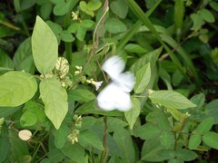 Pieris canidia canidia