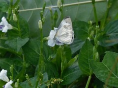 Pieris canidia canidia