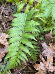 Dryopteris celsa