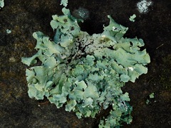 Punctelia appalachensis