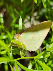 Colias lesbia