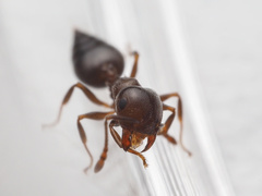 Crematogaster cerasi