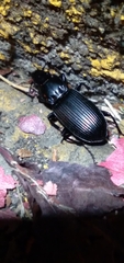 Pterostichus melanarius