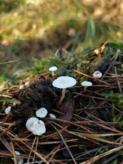 Collybia