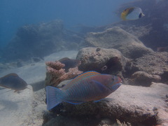 Chlorurus perspicillatus