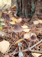 Mycena metata