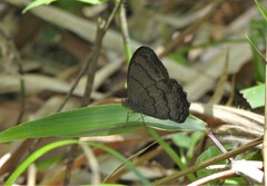 Paryphthimoides grimon