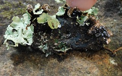 Punctelia appalachensis