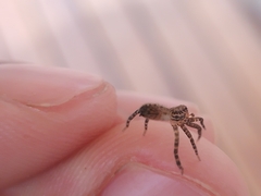 Asthenoctenus borellii