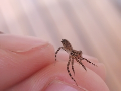 Asthenoctenus borellii