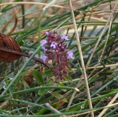Thymus pulegioides