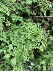 Adiantum chilense