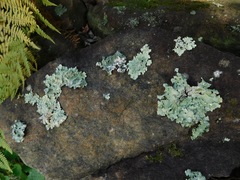 Punctelia appalachensis