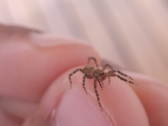 Asthenoctenus borellii