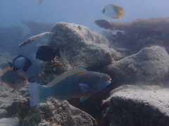 Chlorurus perspicillatus