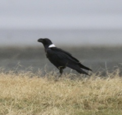 Corvus albicollis